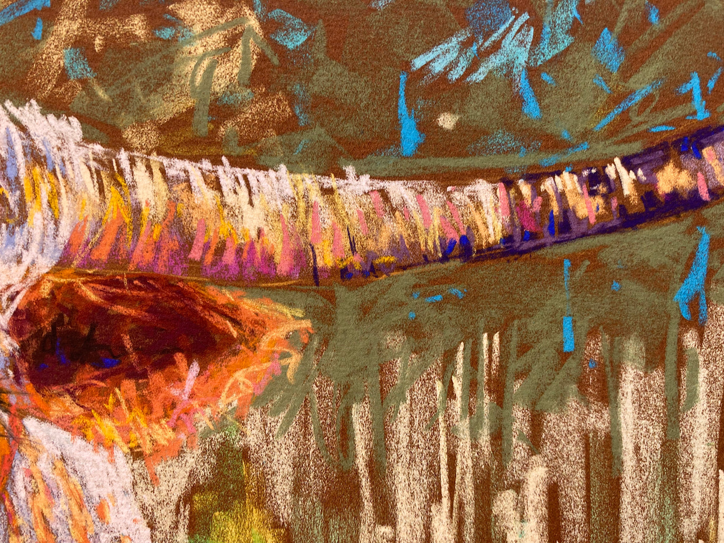 Close up of long horn cow's horn