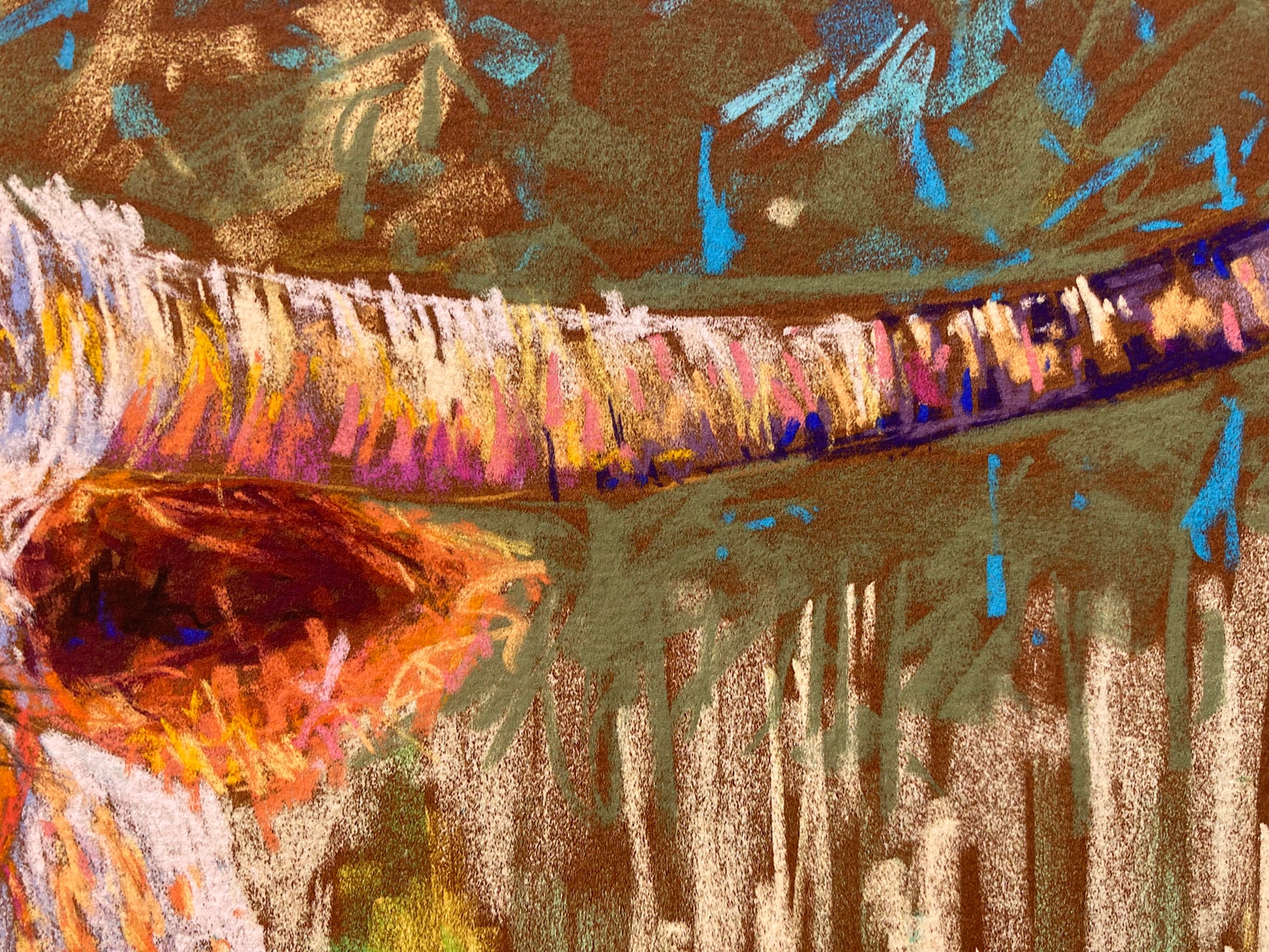 Close up of long horn cow's horn