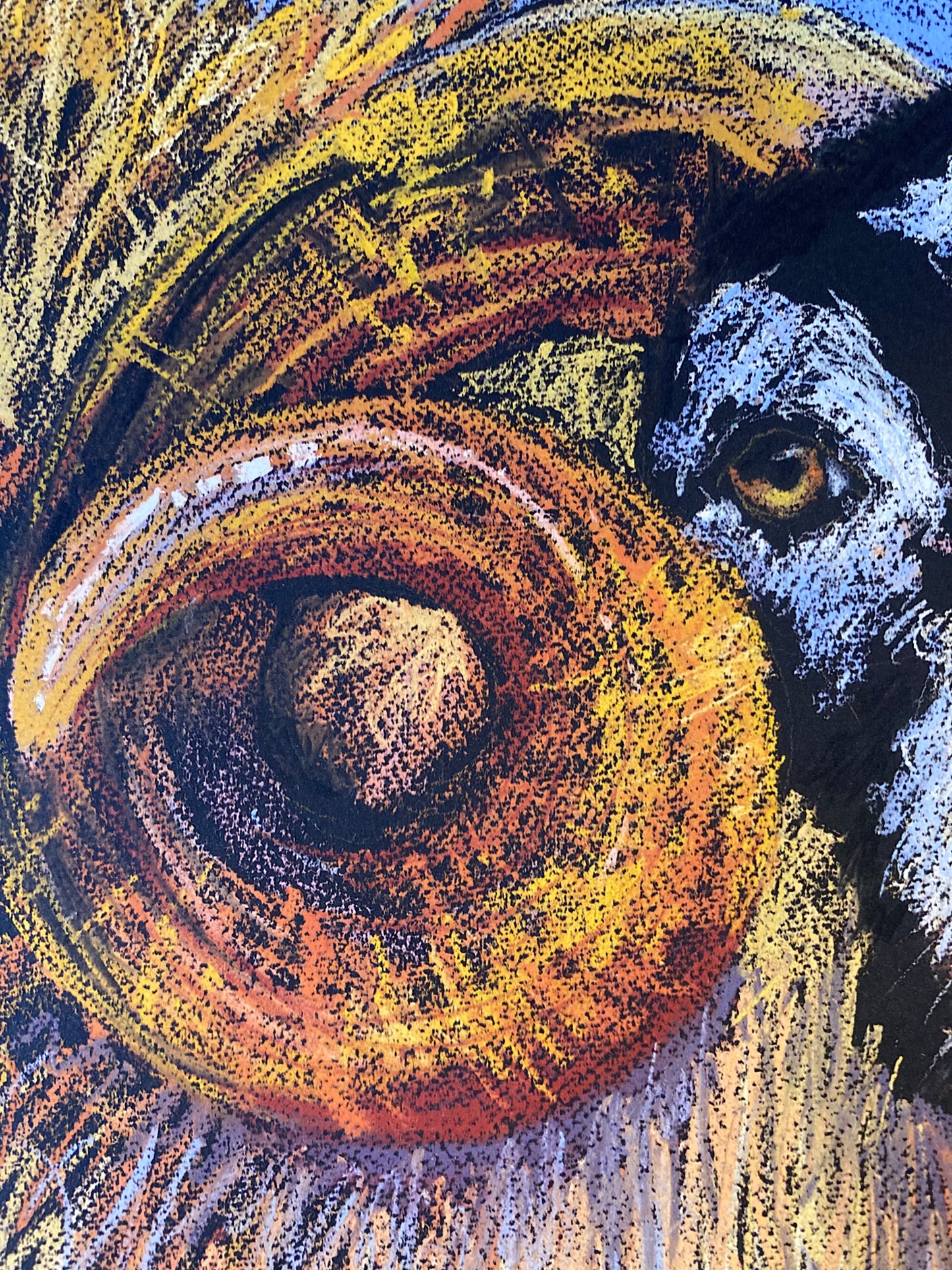 Close up of sheep's horn.