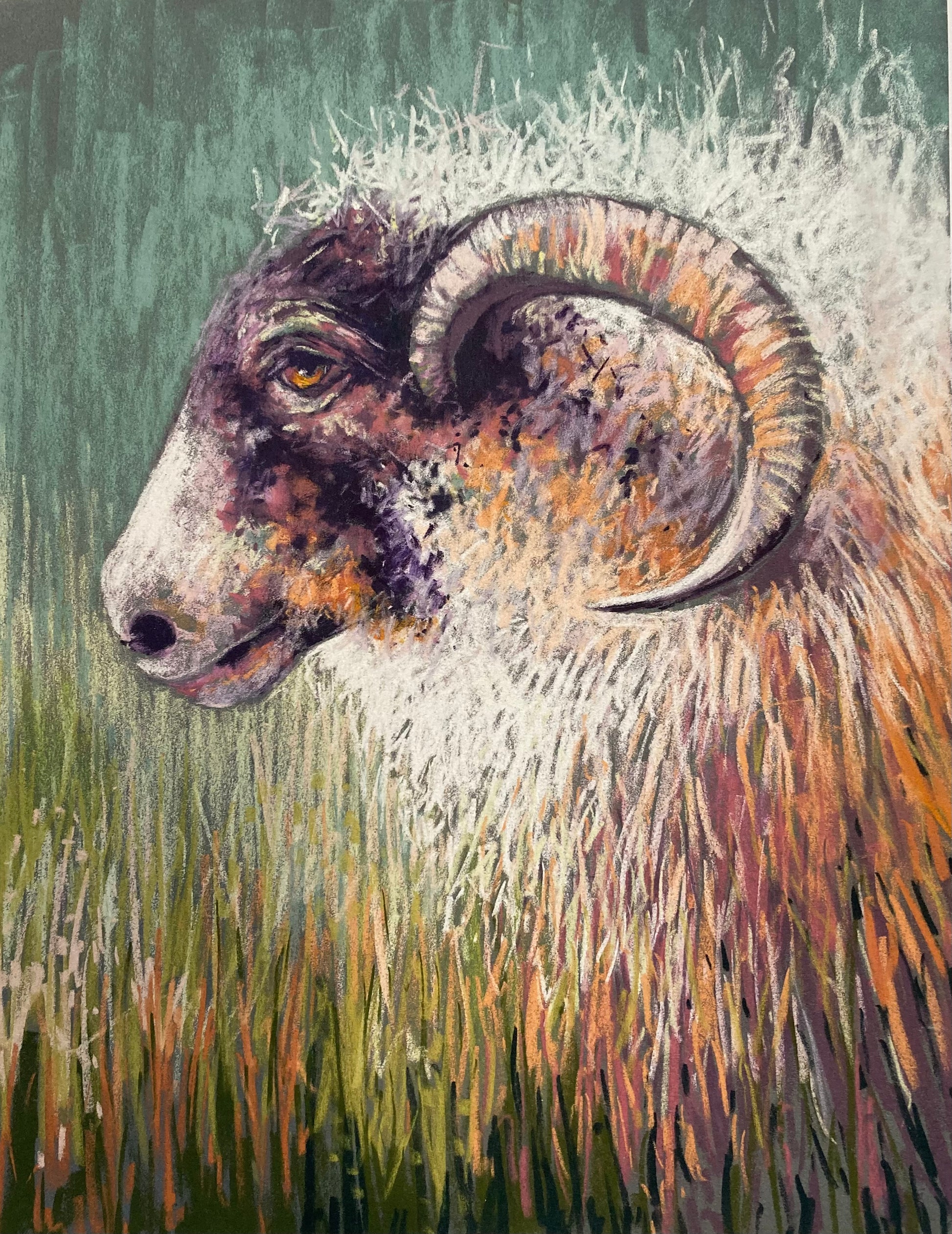 Giclee print of a Swaledale Sheep